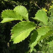 Orme Lutèce 'Nanguen' / Ulmus Lutece Nanguen